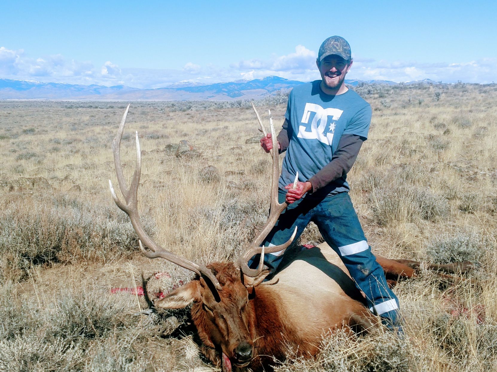 Bull Elk